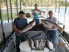 (10/06/2015) - Nice Striped Bass